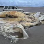 68b9a42ee9ff7123db6fe63a