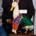 la-marca-pato-merlin-pertenece-a-la-familia-gomez-impi_0b9dba9d-8ac4-4c4e-aec1-683a884e1d8e_medialjnimgndimagefullsize