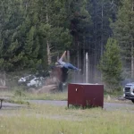 22801688-vv-bison-toss-digvid-cl-00-00-02-02-still001-20260713152407282