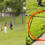del-furor-de-merlin-al-maltrato-denuncian-agresiones-contra-los-patos-del-parque-cascatta-en-puebla-850×560-1