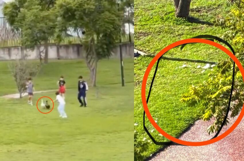 del-furor-de-merlin-al-maltrato-denuncian-agresiones-contra-los-patos-del-parque-cascatta-en-puebla-850×560-1